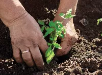 veg soil