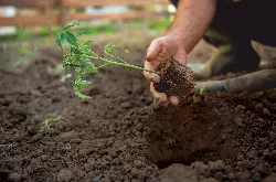 planting veg soil