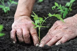 planting veg bed
