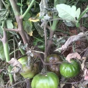 tomato blight