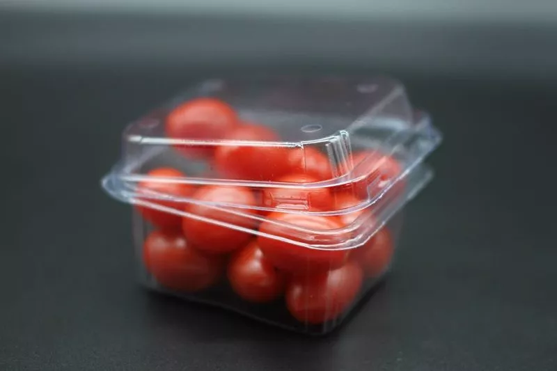 harvesting tomatoes