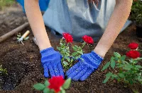planting soil for flowers