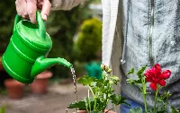 planting soil for flowers