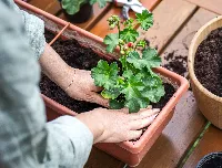 planting soil for flowers