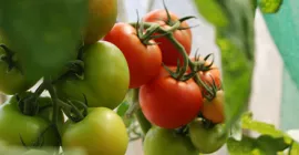 Harvesting and Storing Tomatoes