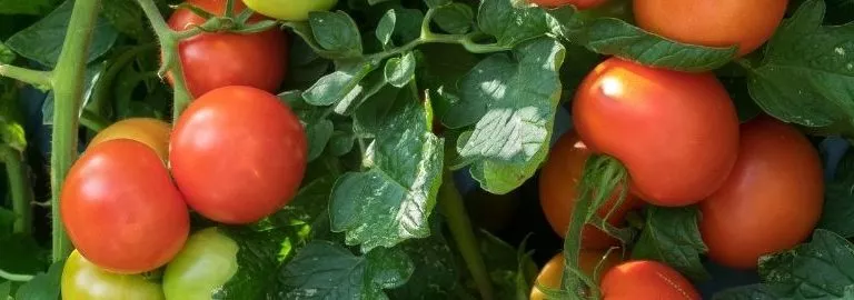 tomato plant