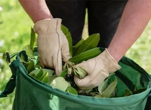 Garden tidy - leaves