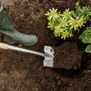 new horizon planting in beds and borders