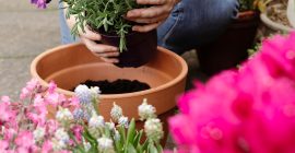 potting up container