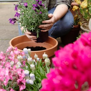 new horizon potting up container