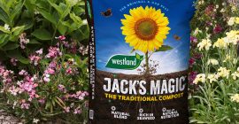 jack's magic traditional compost