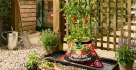 Growing tomatoes with New Horizon Tomato Planter