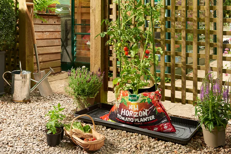 New horizon tomato planter