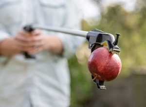 Garden tidy - apples