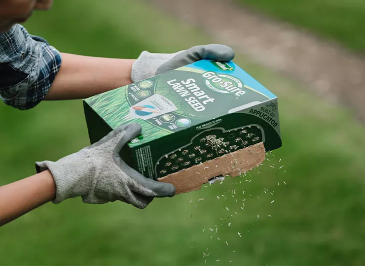 lawn seed