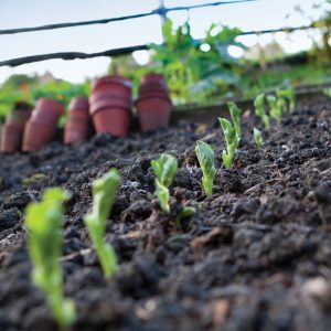 new horizon seedlings