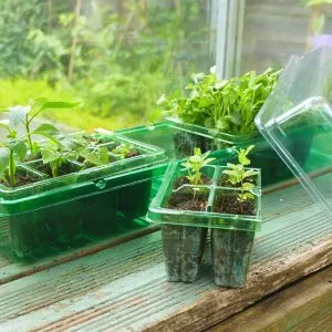 Gro-Sure Visiroot Windowsill Propagator