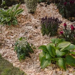 Westland Rustic Wood Chips