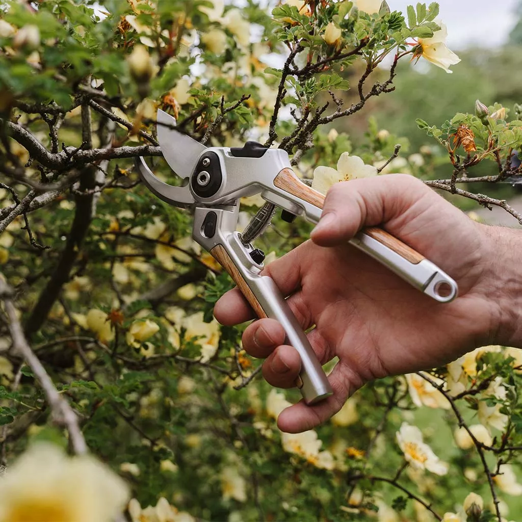 Eversharp Bypass Secateurs in use