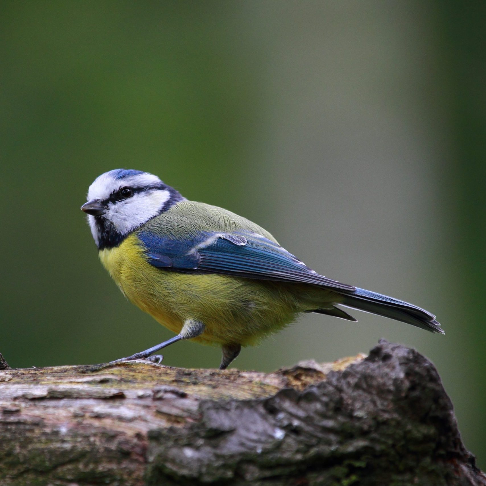 blue tit