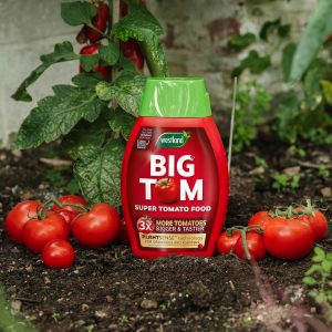 big tom tomato food in greenhouse with tomatoes