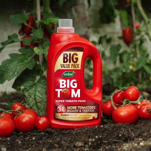 big tom tomato food in greenhouse with tomatoes