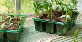 Eco-friendly Propagation with Visiroot