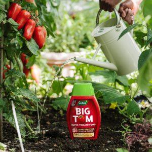 big tom tomato food in greenhouse with tomatoes