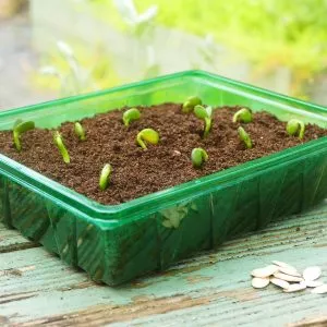 Gro-Sure Visiroot Half Seed Tray