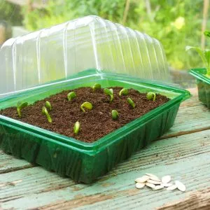 Gro-Sure Visiroot Half Seed Tray