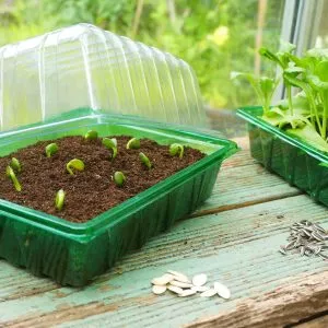 Visiroot Seed Tray Lid