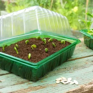 Gro-sure Visiroot Half Seed Tray