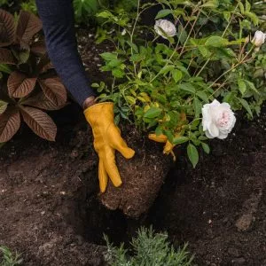 farmyard manure in use