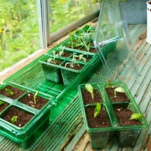 Gro-Sure Visiroot Windowsill Propagator