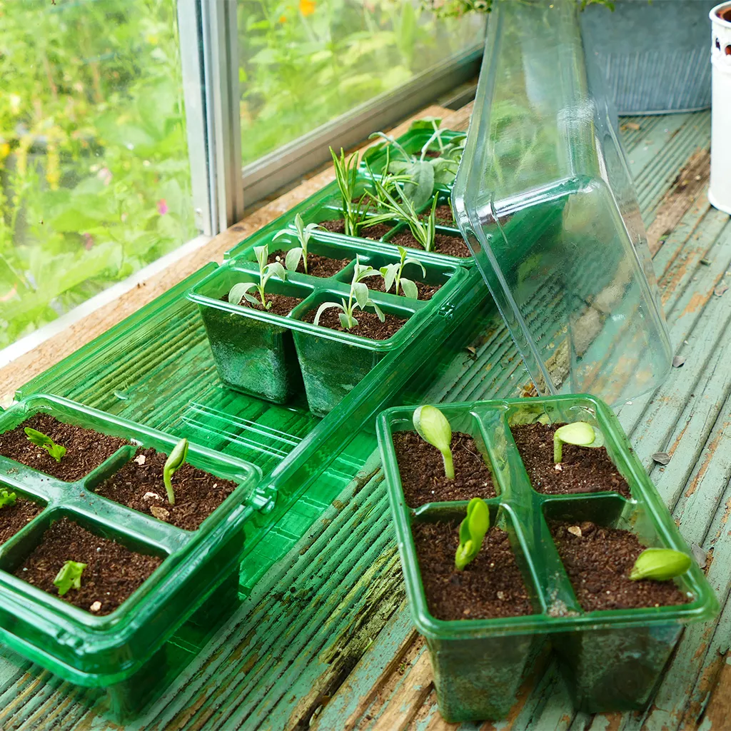 propagator