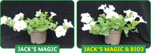 jacks magic vs jacks with bio3