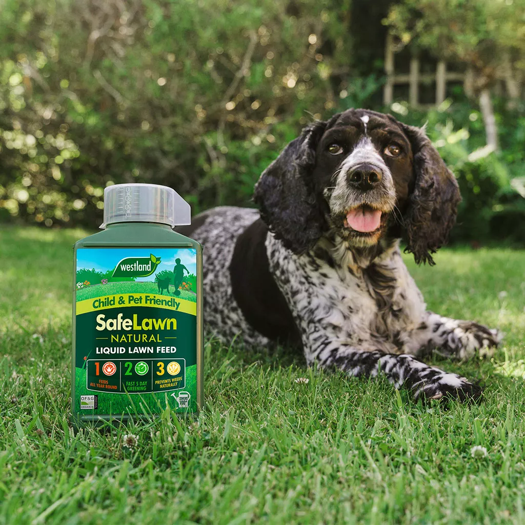 What lawn feed should I use Lawn Care Advice Westland Garden Health