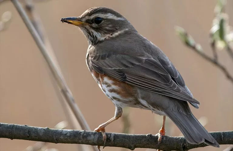 redwing bird