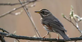 redwing