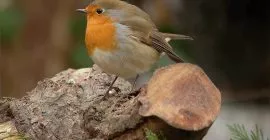 robin