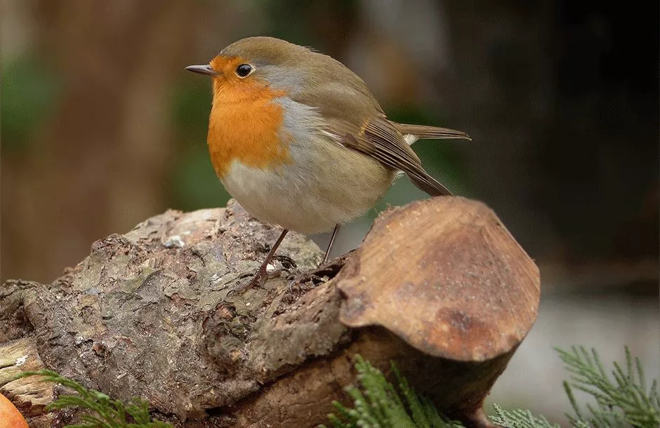 robin