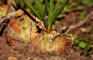 how to grow onions