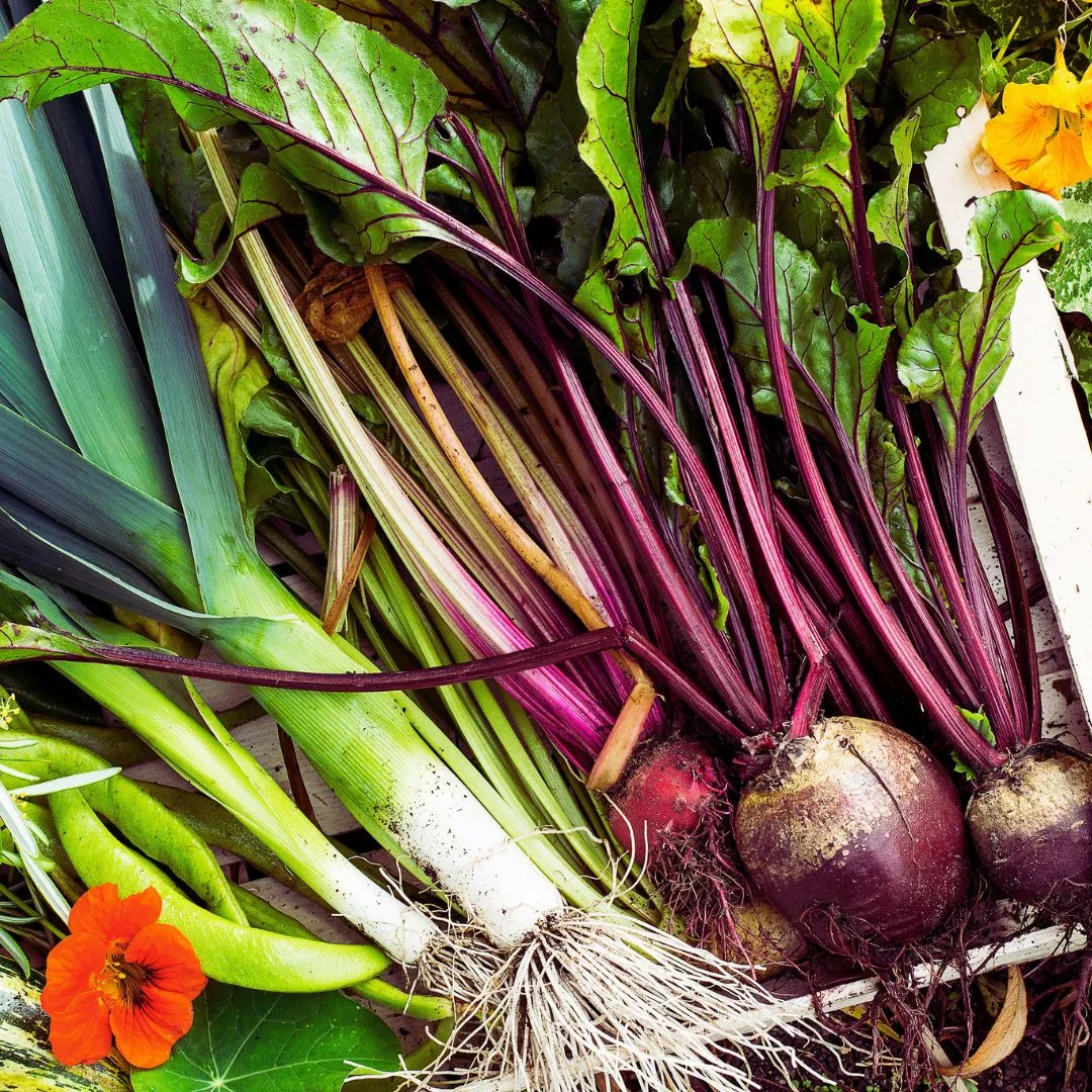 growing-vegentables-in-your-allotment