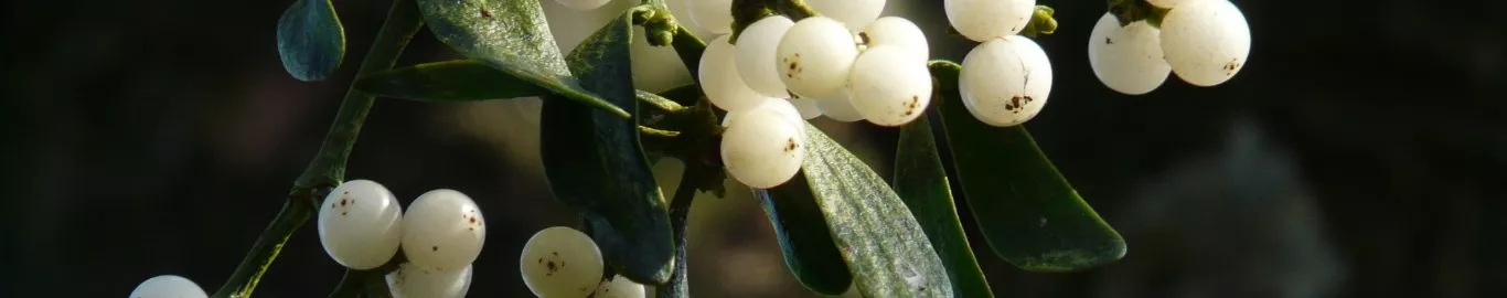 how-to-grow-mistletoe