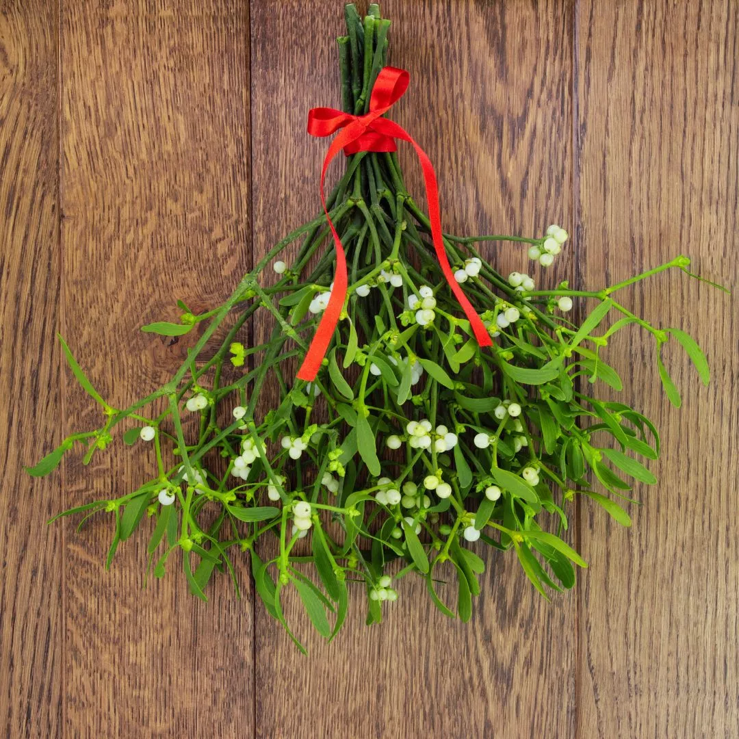 How-to-grow-mistletoe