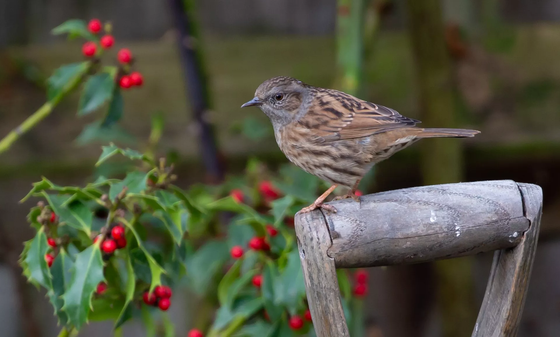 Dunnock