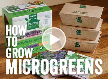 How to grow Microgreens