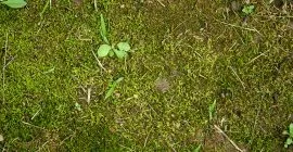 How to remove lawn moss