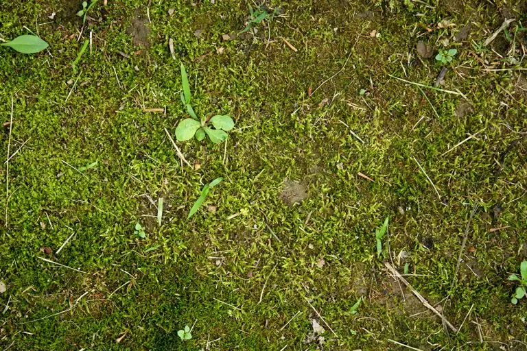 lawn moss