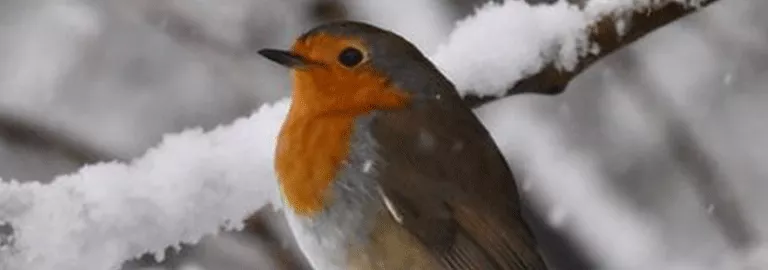 robin article